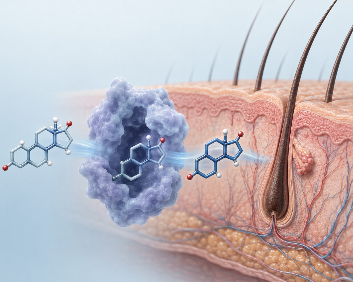 Medical illustration of 5-alpha-reductase converting testosterone into DHT in hair follicles