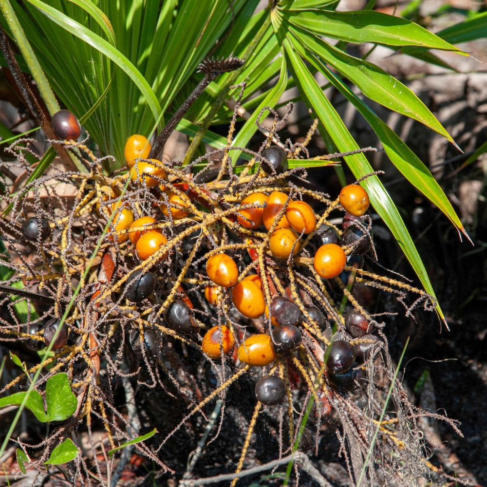 Saw palmetto (Serenoa repens) bessen, gebruikt in extracten die worden onderzocht in relatie tot DHT en erfelijke haaruitval.